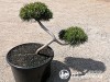 Pušis formuota-2 (pušies bonsas)
